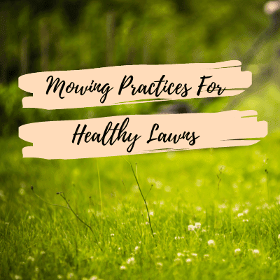 Mowing Practices For Healthy Lawns