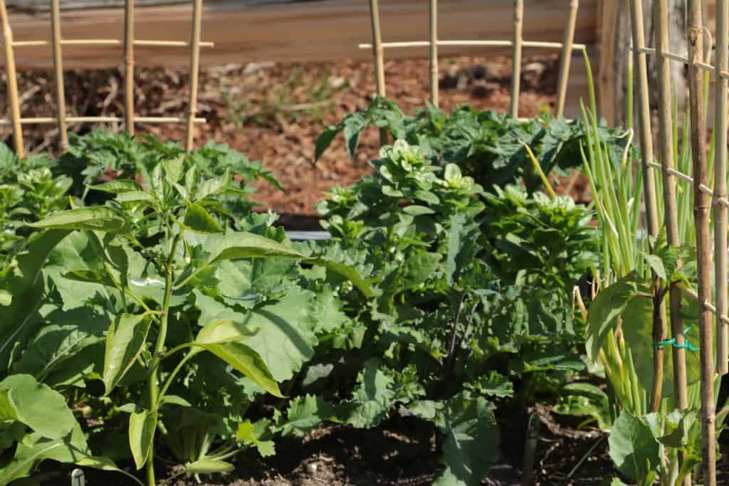 Start A Gardening Business - Best garden business tips!
